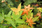 - Acer oliverianum 'Hot Rod' Japanese Maple - Mr Maple │ Buy Japanese Maple Trees