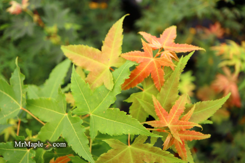 - Acer oliverianum 'Hot Rod' Japanese Maple - Mr Maple │ Buy Japanese Maple Trees