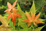 - Acer oliverianum 'Hot Rod' Japanese Maple - Mr Maple │ Buy Japanese Maple Trees