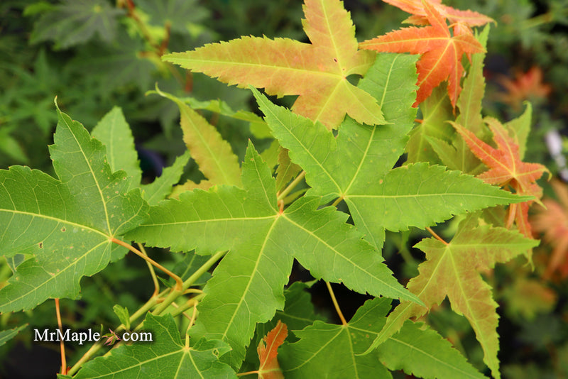 - Acer oliverianum 'Hot Rod' Japanese Maple - Mr Maple │ Buy Japanese Maple Trees