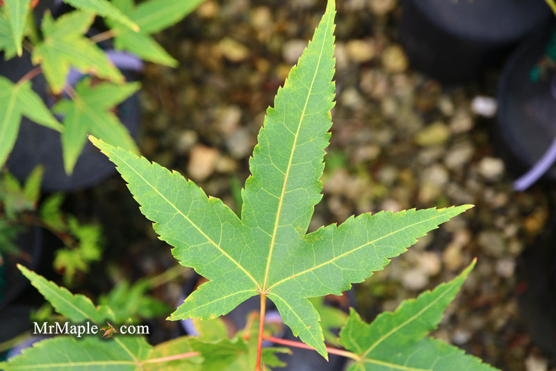 - Acer oliverianum 'Hot Rod' Japanese Maple - Mr Maple │ Buy Japanese Maple Trees