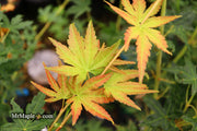 - Acer palmatum 'Gold Digger' Yellow Coral Bark Japanese Maple - Mr Maple │ Buy Japanese Maple Trees