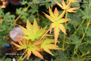 - Acer palmatum 'Gold Digger' Yellow Coral Bark Japanese Maple - Mr Maple │ Buy Japanese Maple Trees