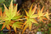 - Acer palmatum 'Gold Digger' Yellow Coral Bark Japanese Maple - Mr Maple │ Buy Japanese Maple Trees