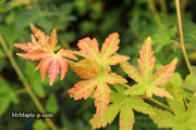 - Acer palmatum 'Gold Digger' Yellow Coral Bark Japanese Maple - Mr Maple │ Buy Japanese Maple Trees