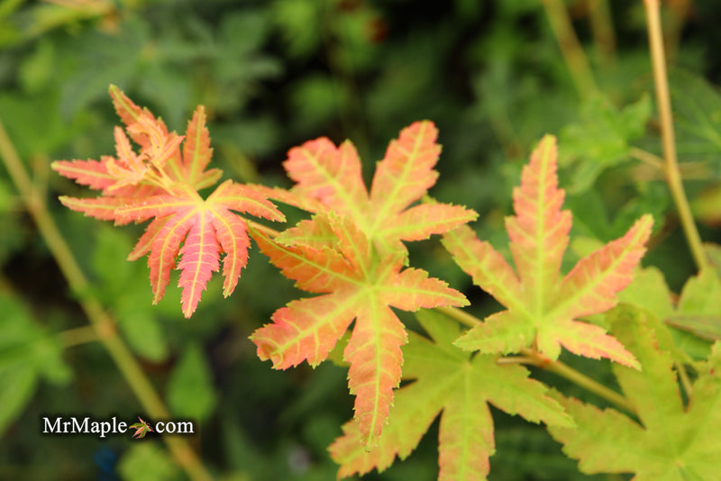 - Acer palmatum 'Gold Digger' Yellow Coral Bark Japanese Maple - Mr Maple │ Buy Japanese Maple Trees