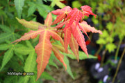 - Acer oliverianum x 'Mystic Jewel' Japanese Maple - Mr Maple │ Buy Japanese Maple Trees