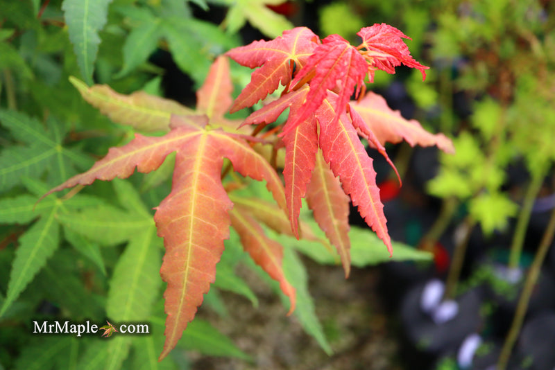 - Acer oliverianum x 'Mystic Jewel' Japanese Maple - Mr Maple │ Buy Japanese Maple Trees