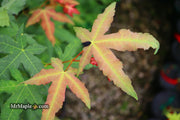 - Acer oliverianum x 'Mystic Jewel' Japanese Maple - Mr Maple │ Buy Japanese Maple Trees