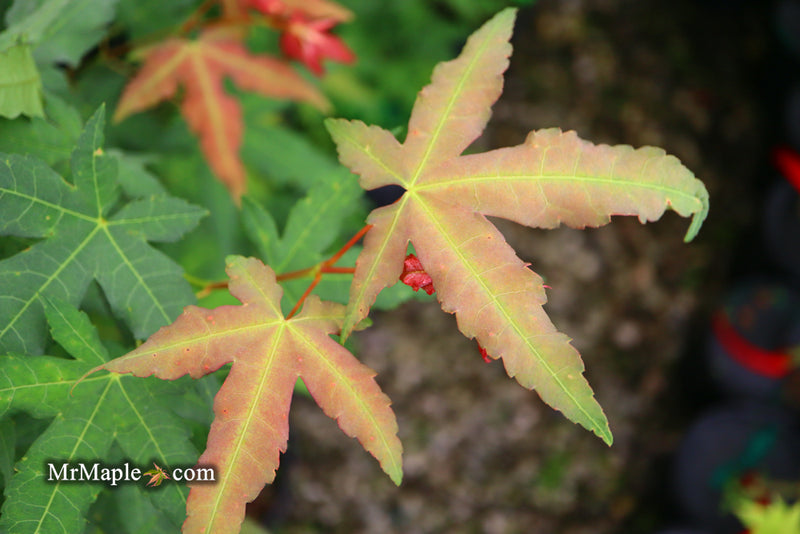 - Acer oliverianum x 'Mystic Jewel' Japanese Maple - Mr Maple │ Buy Japanese Maple Trees