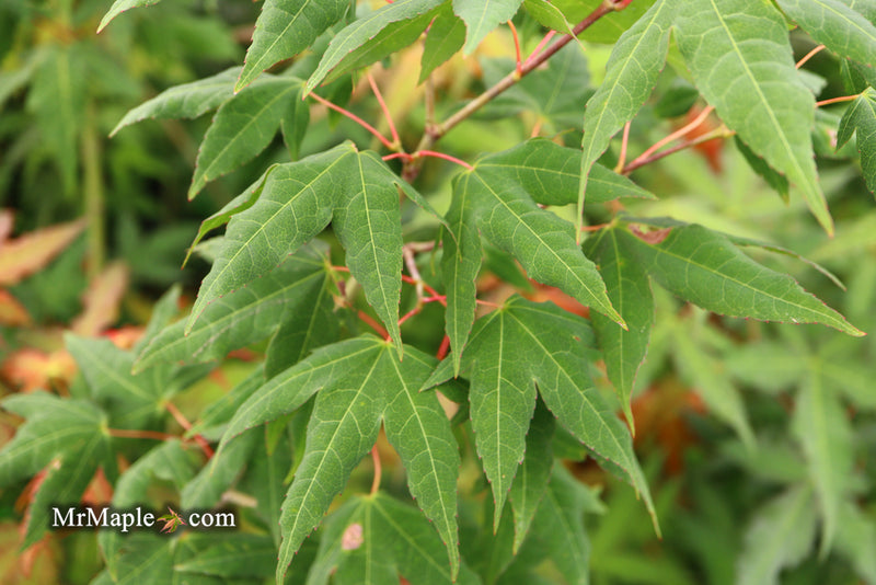 - Acer oliverianum x 'Mystic Jewel' Japanese Maple - Mr Maple │ Buy Japanese Maple Trees