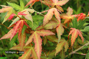 - Acer oliverianum x 'Mystic Jewel' Japanese Maple - Mr Maple │ Buy Japanese Maple Trees