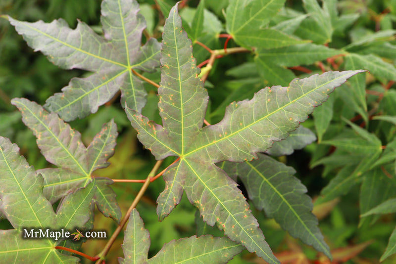 - Acer oliverianum x 'Mystic Jewel' Japanese Maple - Mr Maple │ Buy Japanese Maple Trees