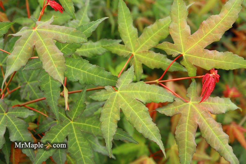 - Acer oliverianum x 'Mystic Jewel' Japanese Maple - Mr Maple │ Buy Japanese Maple Trees