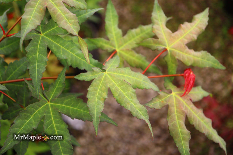 - Acer oliverianum x 'Mystic Jewel' Japanese Maple - Mr Maple │ Buy Japanese Maple Trees