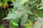 - Acer oliverianum x 'Mystic Jewel' Japanese Maple - Mr Maple │ Buy Japanese Maple Trees