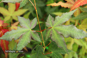 - Acer oliverianum x 'Mystic Jewel' Japanese Maple - Mr Maple │ Buy Japanese Maple Trees
