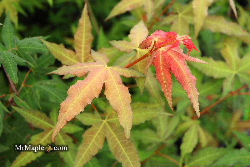 - Acer oliverianum x 'Mystic Jewel' Japanese Maple - Mr Maple │ Buy Japanese Maple Trees