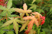 - Acer oliverianum x 'Mystic Jewel' Japanese Maple - Mr Maple │ Buy Japanese Maple Trees