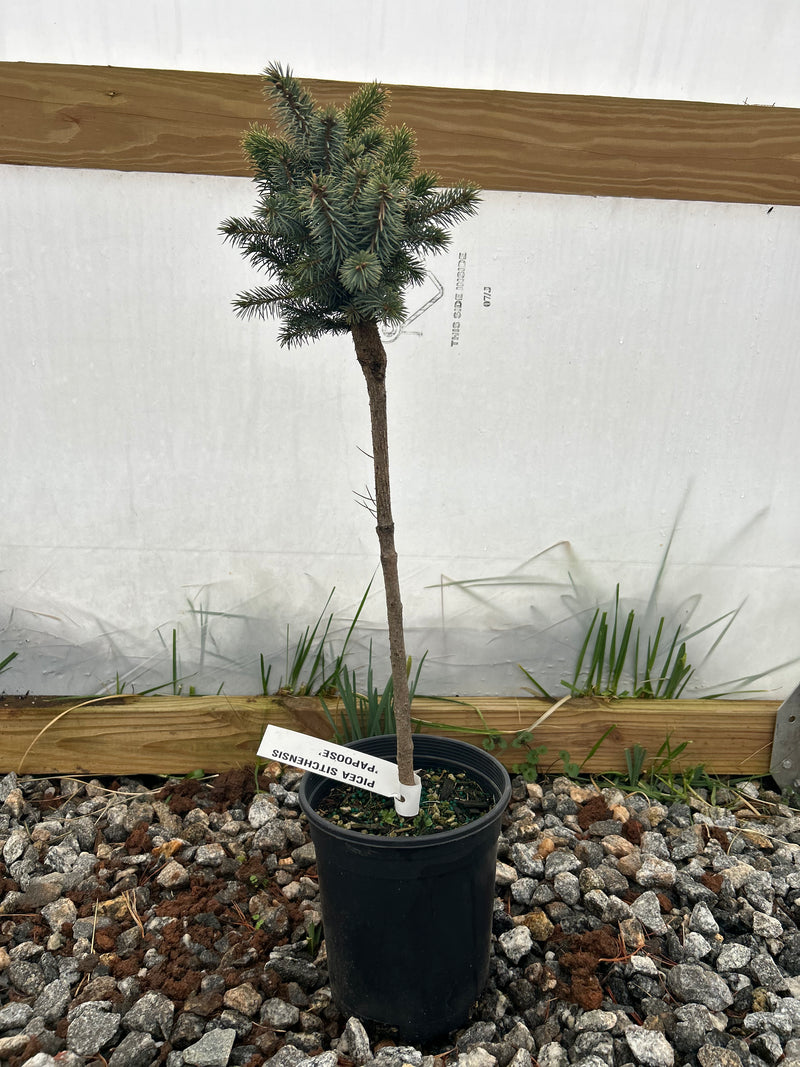 Picea sitchensis ‘Papoose’ Sitka Spruce