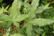 - Acer oliverianum x 'Mystic Jewel' Japanese Maple - Mr Maple │ Buy Japanese Maple Trees