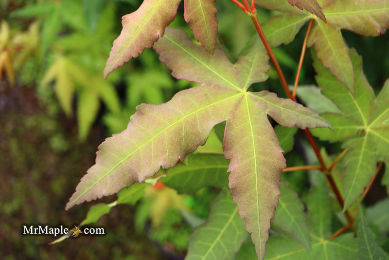 - Acer oliverianum x 'Mystic Jewel' Japanese Maple - Mr Maple │ Buy Japanese Maple Trees