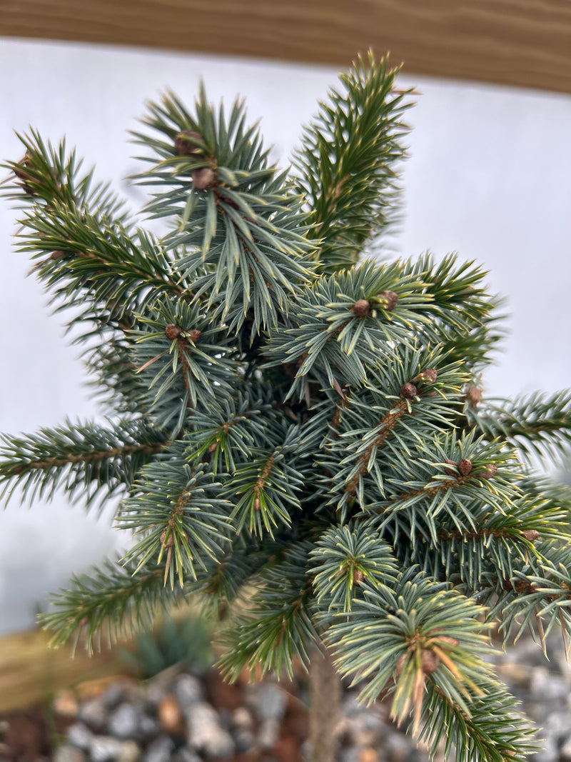 Picea sitchensis ‘Papoose’ Sitka Spruce
