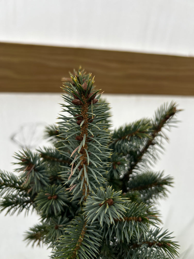 Picea sitchensis ‘Papoose’ Sitka Spruce