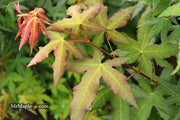 - Acer oliverianum x 'Mystic Jewel' Japanese Maple - Mr Maple │ Buy Japanese Maple Trees