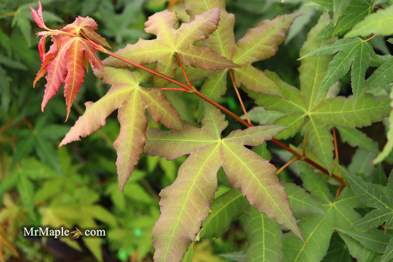 - Acer oliverianum x 'Mystic Jewel' Japanese Maple - Mr Maple │ Buy Japanese Maple Trees