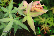 - Acer oliverianum x 'Mystic Jewel' Japanese Maple - Mr Maple │ Buy Japanese Maple Trees
