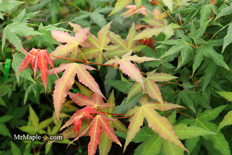 - Acer oliverianum x 'Mystic Jewel' Japanese Maple - Mr Maple │ Buy Japanese Maple Trees