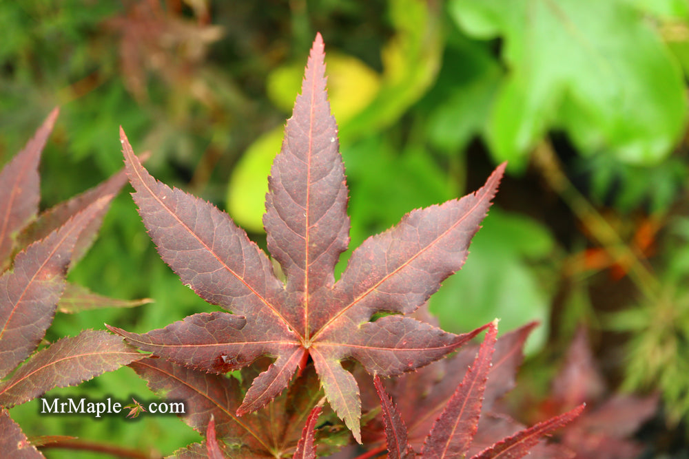 Acer palmatum 'Dark Knight' Japanese Maple