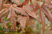 - Acer palmatum 'Dark Knight' Japanese Maple - Mr Maple │ Buy Japanese Maple Trees