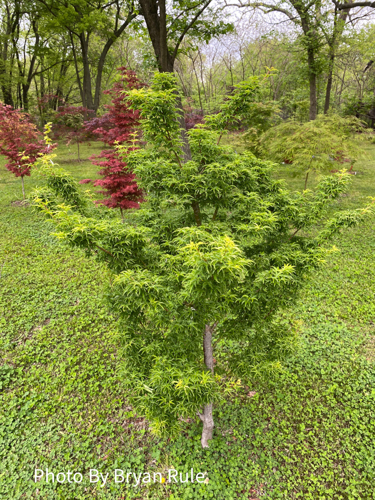 - FOR PICKUP ONLY | Acer palmatum 'Shishigashira' Lion's Head Japanese Maple | DOES NOT SHIP - Mr Maple │ Buy Japanese Maple Trees