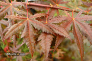 - Acer palmatum 'Dark Knight' Japanese Maple - Mr Maple │ Buy Japanese Maple Trees