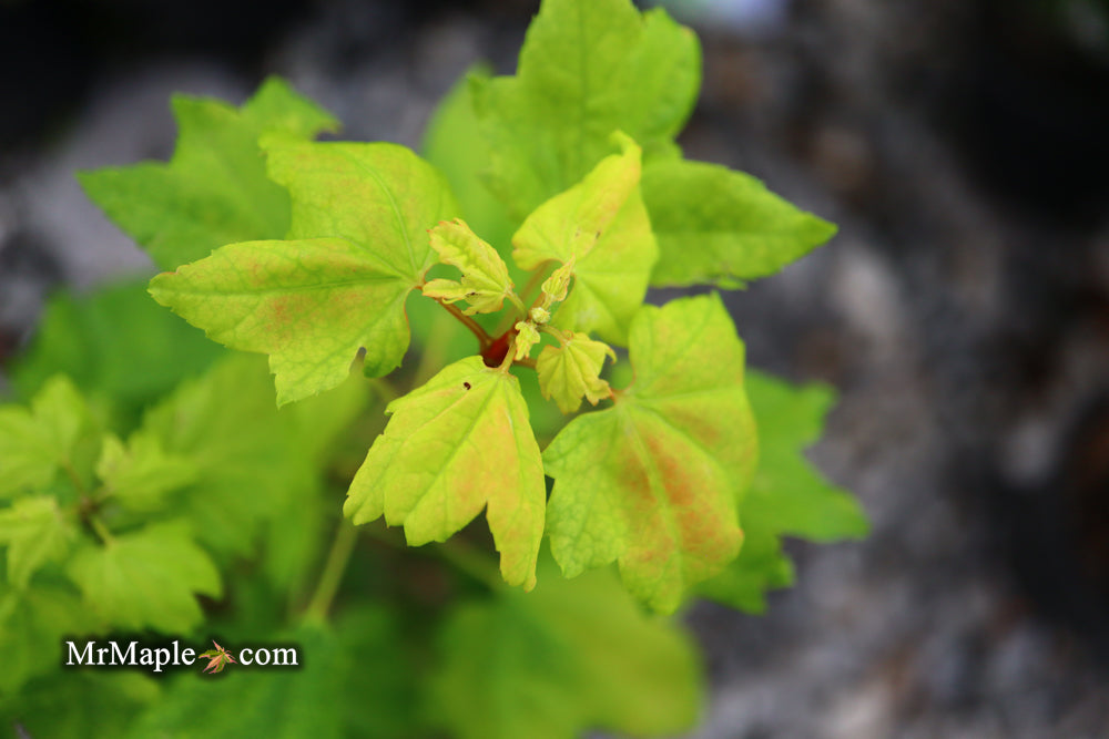 Acer circinatum 'Little Gem' Alleyne Cook Vine Japanese Maple