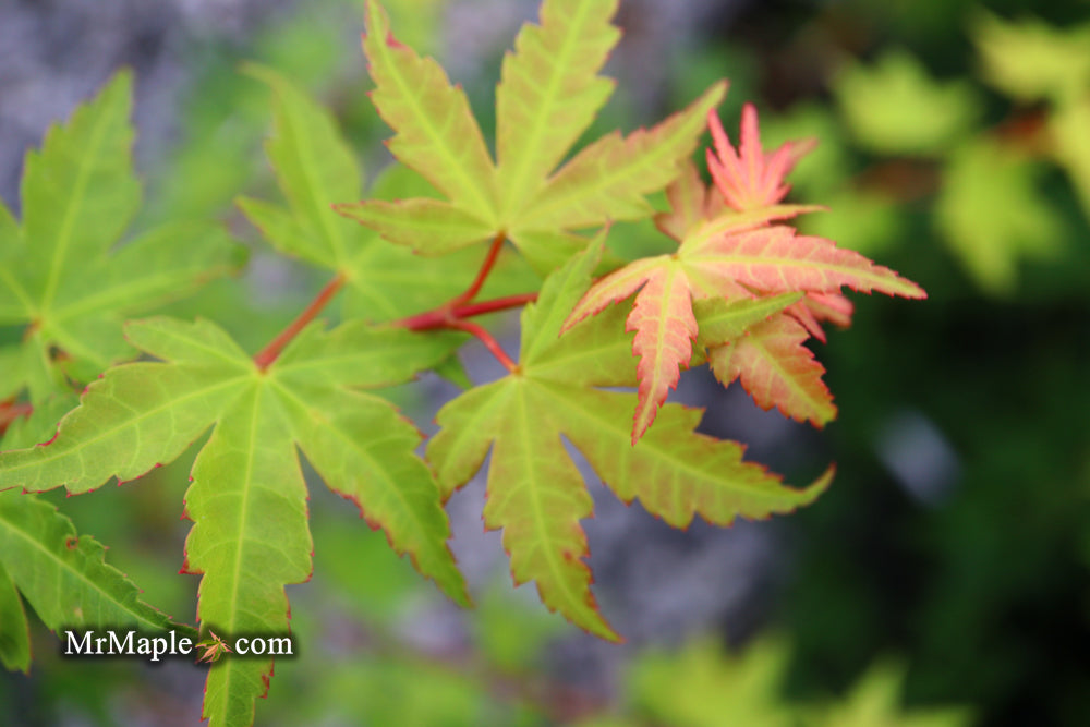 Acer palmatum 'Momoiro koyosan' Japanese Maple