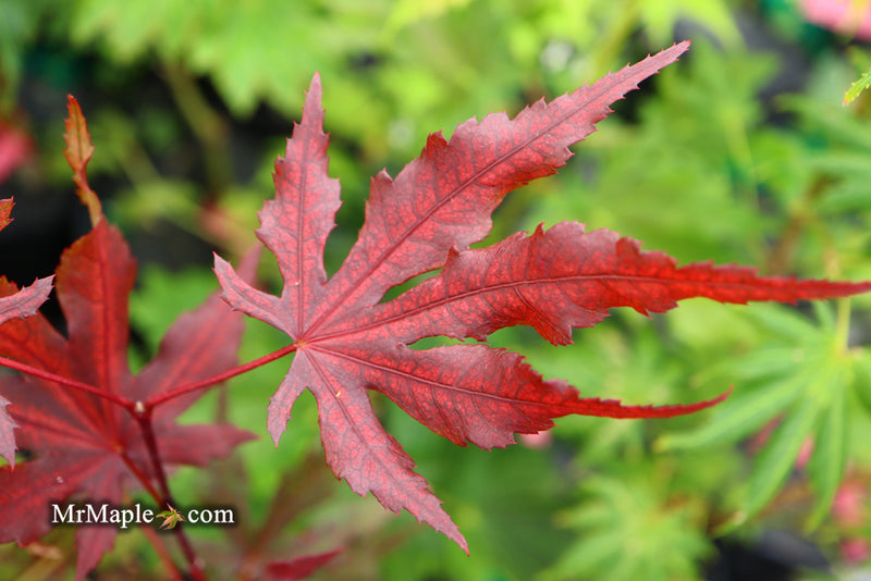 - Acer palmatum 'Waveleaf' Japanese Maple - Mr Maple │ Buy Japanese Maple Trees