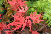 - Acer palmatum 'Waveleaf' Japanese Maple - Mr Maple │ Buy Japanese Maple Trees