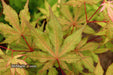 - FOR PICK UP ONLY | Acer palmatum 'Amber Ghost' Japanese Maple | DOES NOT SHIP - Mr Maple │ Buy Japanese Maple Trees