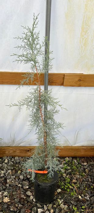 Juniperus deppeana 'Mcfetters' Blue Alligator Juniper