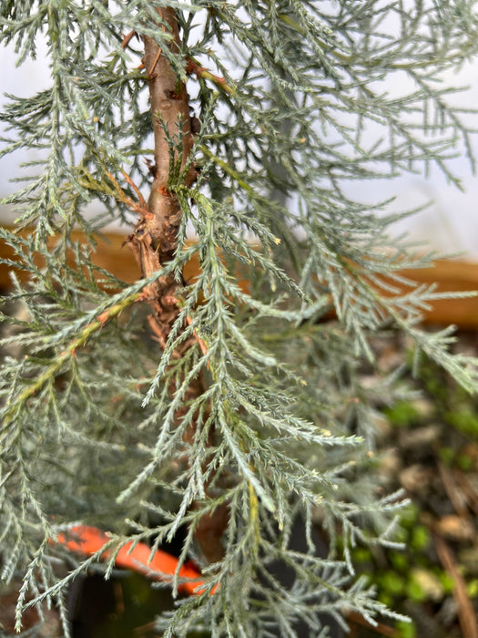 Juniperus deppeana 'Mcfetters' Blue Alligator Juniper