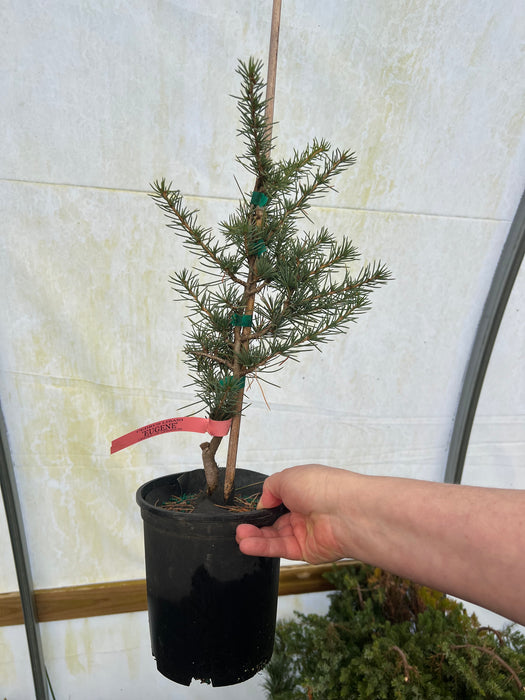 Cedrus libani 'Eugene' Cedar of Lebanon