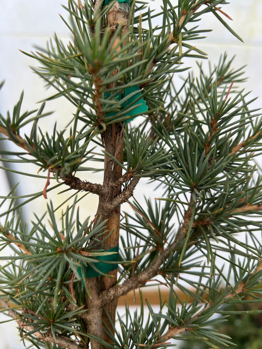 Cedrus libani 'Eugene' Cedar of Lebanon