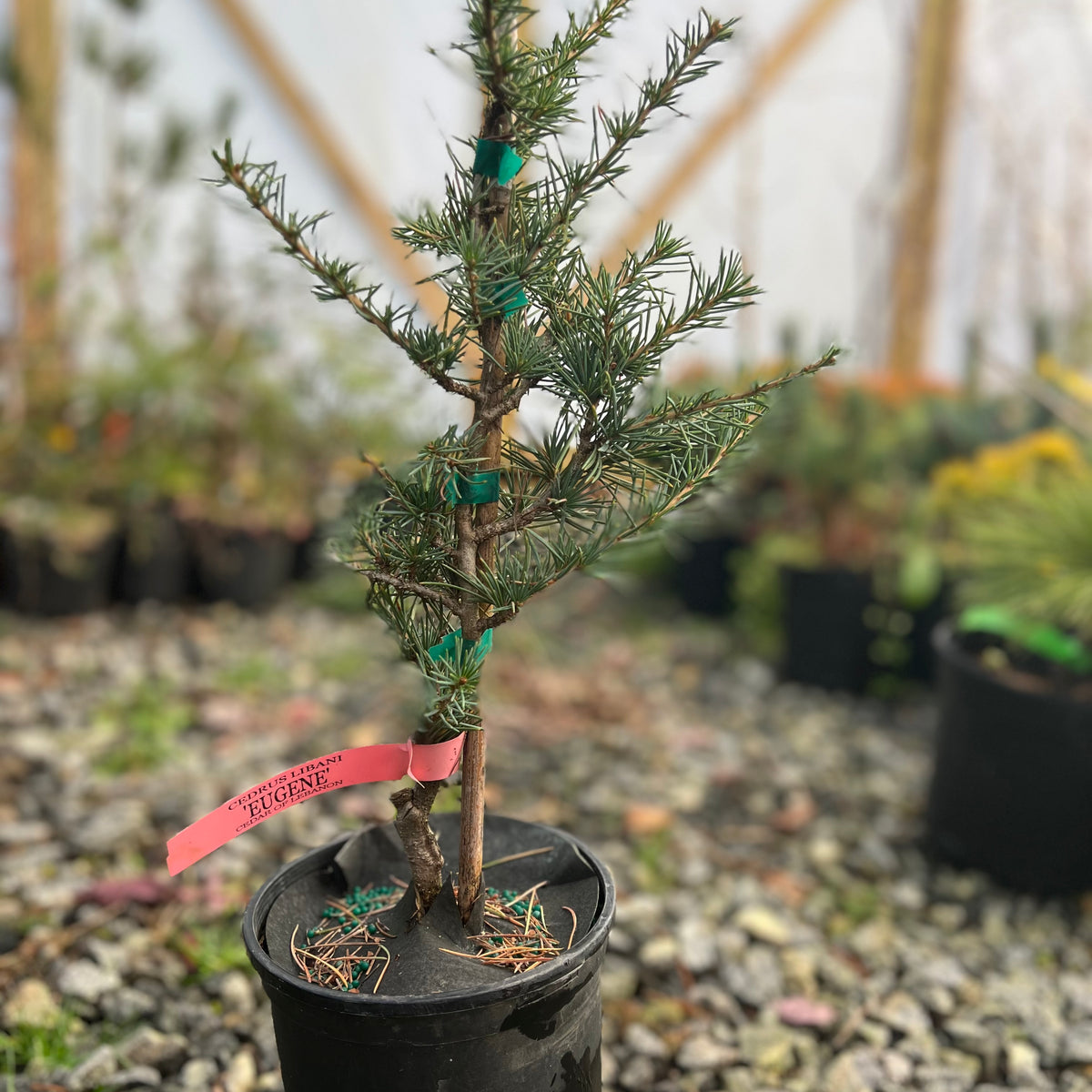 Buy Cedrus libani 'Eugene' Cedar of Lebanon — Mr Maple │ Buy
