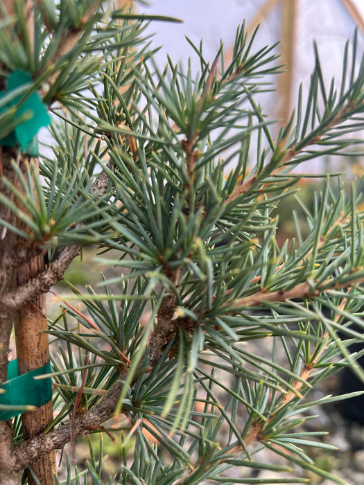 Cedrus libani 'Eugene' Cedar of Lebanon