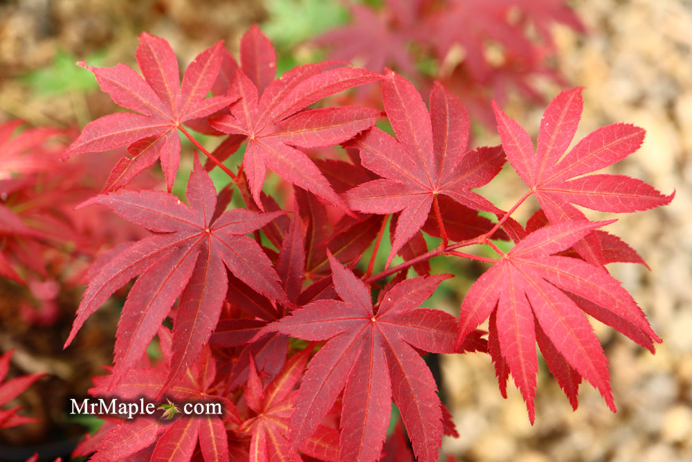 FOR PICKUP ONLY | Acer palmatum 'Pixie' Japanese Maple | DOES NOT SHIP