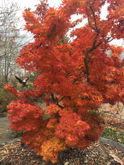 - FOR PICK UP ONLY | Acer palmatum 'Mikawa yatsubusa' Dwarf Japanese Maple | DOES NOT SHIP - Mr Maple │ Buy Japanese Maple Trees