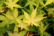- FOR PICK UP ONLY | Acer palmatum 'Golden Falls' Weeping Golden Japanese Maple | DOES NOT SHIP - Mr Maple │ Buy Japanese Maple Trees